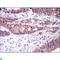 Caspase 8 antibody, LS-C812520, Lifespan Biosciences, Immunohistochemistry paraffin image 
