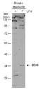 Death Effector Domain Containing antibody, GTX113895, GeneTex, Western Blot image 