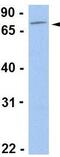 Acsl2 antibody, GTX47782, GeneTex, Western Blot image 