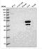 MAT antibody, NBP2-33533, Novus Biologicals, Western Blot image 
