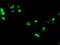 Thrombospondin 2 antibody, orb374696, Biorbyt, Immunocytochemistry image 