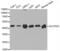 Saccharopine Dehydrogenase (Putative) antibody, PA5-37402, Invitrogen Antibodies, Western Blot image 