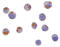 C1q And TNF Related 6 antibody, LS-B1344, Lifespan Biosciences, Immunocytochemistry image 