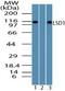 Lysine Demethylase 1A antibody, PA5-23307, Invitrogen Antibodies, Western Blot image 