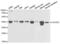 Cell Division Cycle 25C antibody, abx001405, Abbexa, Western Blot image 