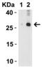 Interleukin 32 antibody, 3749, ProSci, Western Blot image 