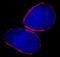 Nucleoporin 153 antibody, IHC-00366, Bethyl Labs, Immunofluorescence image 