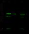 WD Repeat Domain 77 antibody, 101467-T42, Sino Biological, Western Blot image 