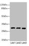 Chymotrypsin Like Elastase 3A antibody, LS-C369581, Lifespan Biosciences, Western Blot image 