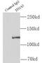 CD49c antibody, FNab04344, FineTest, Immunoprecipitation image 