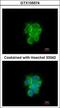 Mitochondrial Intermediate Peptidase antibody, GTX105574, GeneTex, Immunocytochemistry image 