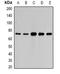 Poly(A) Binding Protein Interacting Protein 1 antibody, orb381938, Biorbyt, Western Blot image 