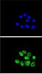 Exonuclease 1 antibody, GTX81967, GeneTex, Immunofluorescence image 