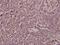 ADP Ribosylation Factor 4 antibody, PA5-36421, Invitrogen Antibodies, Immunohistochemistry frozen image 