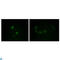 Apolipoprotein M antibody, LS-C812500, Lifespan Biosciences, Western Blot image 