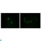 Apolipoprotein M antibody, LS-C812500, Lifespan Biosciences, Western Blot image 