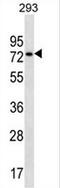 Nuclear Speckle Splicing Regulatory Protein 1 antibody, AP50783PU-N, Origene, Western Blot image 