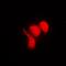 RNA Polymerase II Subunit K antibody, orb215506, Biorbyt, Immunofluorescence image 