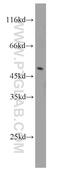 SAHH antibody, 10757-2-AP, Proteintech Group, Western Blot image 
