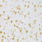 E3 ubiquitin-protein ligase Mdm2 antibody, 13-148, ProSci, Immunohistochemistry frozen image 