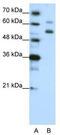 WD Repeat Domain 4 antibody, TA346004, Origene, Western Blot image 