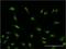 Serine And Arginine Rich Splicing Factor 6 antibody, H00006431-M02, Novus Biologicals, Immunocytochemistry image 