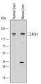 Atrophin 1 antibody, AF6567, R&D Systems, Western Blot image 