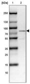 WASP Family Member 1 antibody, NBP1-83018, Novus Biologicals, Western Blot image 