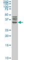 Autophagy Related 3 antibody, H00064422-M06, Novus Biologicals, Western Blot image 