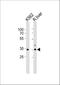 Sodium/potassium-transporting ATPase subunit beta-2 antibody, A07027-1, Boster Biological Technology, Western Blot image 