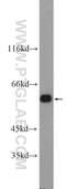 Atlastin GTPase 3 antibody, 16921-1-AP, Proteintech Group, Western Blot image 