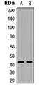 Sphingosine-1-Phosphate Receptor 1 antibody, GTX55030, GeneTex, Western Blot image 