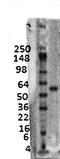Solute Carrier Family 18 Member A3 antibody, orb67481, Biorbyt, Western Blot image 