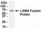 LSM4 antibody, XW-8027, ProSci, Enzyme Linked Immunosorbent Assay image 