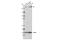 Tight Junction Protein 1 antibody, 13663S, Cell Signaling Technology, Western Blot image 