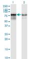 PWP1 Homolog, Endonuclein antibody, H00011137-M01, Novus Biologicals, Western Blot image 