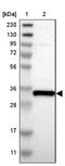 GSG1 Like antibody, NBP1-81340, Novus Biologicals, Western Blot image 