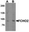 FCH Domain Only 2 antibody, orb75799, Biorbyt, Western Blot image 