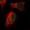 Histone Cell Cycle Regulator antibody, NBP2-55647, Novus Biologicals, Immunofluorescence image 