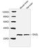 Deleted In Azoospermia Like antibody, LS-C203263, Lifespan Biosciences, Western Blot image 