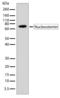 G Protein Nucleolar 3 antibody, 701157, Invitrogen Antibodies, Western Blot image 