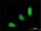 Tripartite Motif Containing 31 antibody, H00011074-M03, Novus Biologicals, Immunocytochemistry image 