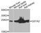 Glutathione S-Transferase Alpha 2 antibody, A04171, Boster Biological Technology, Western Blot image 