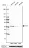 Syntaxin 17 antibody, PA5-51535, Invitrogen Antibodies, Western Blot image 