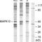 Mitogen-Activated Protein Kinase 10 antibody, LS-C118941, Lifespan Biosciences, Western Blot image 