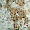 RELB Proto-Oncogene, NF-KB Subunit antibody, LS-C368628, Lifespan Biosciences, Immunohistochemistry frozen image 