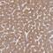 RHEB Like 1 antibody, HPA053111, Atlas Antibodies, Immunohistochemistry paraffin image 