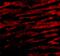 BCL2 Like 13 antibody, A06151, Boster Biological Technology, Immunofluorescence image 