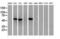p53 antibody, LS-C172956, Lifespan Biosciences, Western Blot image 
