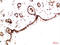 Platelet Derived Growth Factor Receptor Alpha antibody, GTX34118, GeneTex, Immunohistochemistry paraffin image 